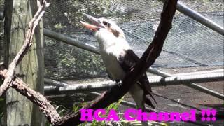 Kookaburras at Brevard Zoo — Melbourne FL  PAJARO Cucaburra o CUCO [upl. by Constantin535]