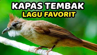 SUARA MASTERAN KAPAS TEMBAK KATEM GACOR TERBAIK 2024❗️ [upl. by Annaiviv]