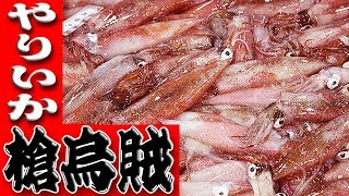 ヤリイカ・ケンサキイカのさばき方Spear Squid [upl. by Eytak]