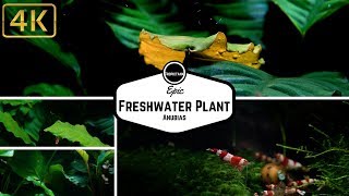 Epic Freshwater Plant [upl. by Rafaj]