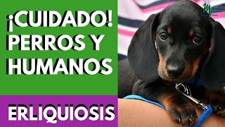 Erliquiosis canina ¡Una enfermedad de perros y humanos [upl. by Pegma503]