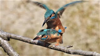 Balzfütterung und Paarung beim Eisvogel  Courtship feeding and mating of common kingfisher [upl. by Annawt]