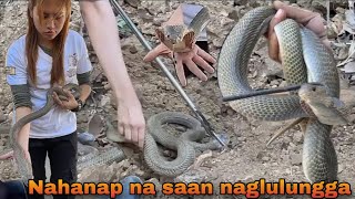 P2 NAHULI NA ANG COBRA SA LUCKY FARM [upl. by Downe]