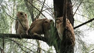 Owlsome Parenting Collared Scops Owl Familys Sweet Moments [upl. by Initirb]