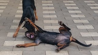 Rottweiler and Doberman real fight [upl. by Rennug871]