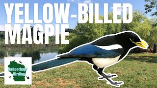 Yellowbilled Magpie Quest in California [upl. by Yllas]