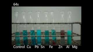 Activity Series of Metals with Copper II Sulfate Solution [upl. by Tyrus]