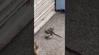 🔥Mongoose vs King Cobra Snake Real Fight🐍 shorts wildlife animals trending [upl. by Ecargyram230]