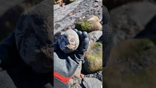 🤯 Very RARE Plesiosaur Skull bone fossil found Whitby Yorkshire UK fossilhunting plesiosaur [upl. by Latoniah]