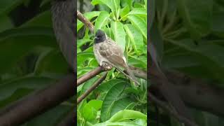 Red vented bulbul enjoying rain Pl subscribe 🙏🏻 [upl. by Nancey]