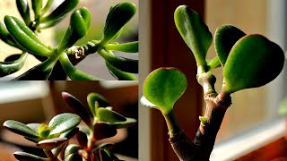 Crassula Ovata  3 of a Kind  Jade Plants on their Way to Bonsai [upl. by Celinda]