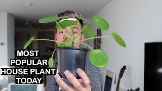 HOUSEPLANT HAUL  Ardisia Anthuriums Pilea  Oh My [upl. by Nifares]