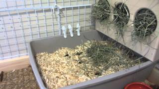 How To Litter Box Train Your Bunny Rabbit [upl. by Lilah284]