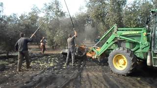 Recoleccion de la aceitunaThe olive harvestChucenaパイパーカブ、手動開始حصاد الزيتون ميكانيكيا، الأندلس [upl. by Aniles181]