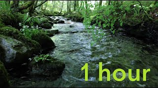 Nature Sounds of a Forest River for RelaxingNatural meditation music of a Waterfall amp Bird Sounds [upl. by Nath]