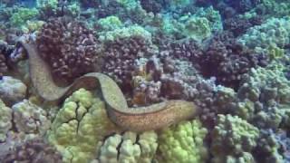 Moray Eel Eats Octopus [upl. by Aryt997]