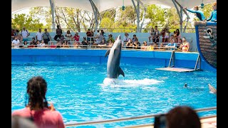 Visiting Greater Miamis Attractions Responsibly – Miami Seaquarium [upl. by Annasiul785]