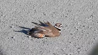 Killdeer  Broken wing display  Part 1 [upl. by Ardnaskela416]