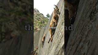 Mountain Goats Climbing Walls 🐐 [upl. by Ybbor]