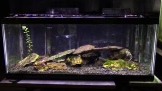 Some Basic Information About A Brackish Aquarium [upl. by Austine267]