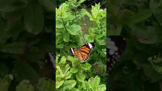 Butterfly attractive plant sri lanka [upl. by Bock]