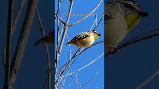 Spotted pardalote zhuzhing up those feathers birds wildlife nature [upl. by Ysabel9]