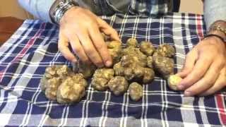 Tartufi Bianchi Freschi  Fresh White Truffles [upl. by Simon]