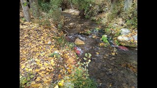 Otoño por Río Frio quotRoyo Frío  Royofríoquot Sierra de Segura [upl. by Nnylf]