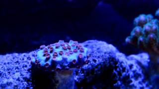 Pocillopora amp Cyphastrea Meteor Shower Coral [upl. by Kirst]