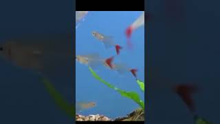 Glass Bloodfin Tetra tetra fish youtube youtubeshorts ytshorts [upl. by Terag348]