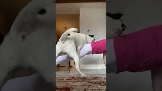 Dogs Vs gril🤣 kash me bhi kutta hota hai 😂 funny shorts statmrfunny trending shortsfeed [upl. by Rakia492]