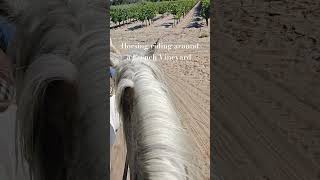 Riding a Camargue Horse around a Vineyard camargue francetravel travel discoverfrance [upl. by Airbmac957]