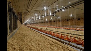 Introduction to Modern Broiler Production all subjects combined [upl. by Arlynne344]