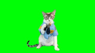 Cat Gunshots Effects Green screen Overlay video HD [upl. by Ingelbert]