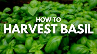 How To Harvest Basil Without Killing The Plant  Foolproof Ways Revealed [upl. by Hulbert495]