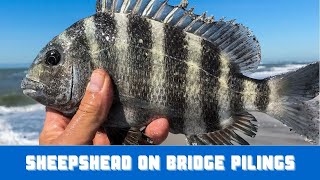 How To Catch Sheepshead On Bridge Pilings Using Shrimp [upl. by Profant]