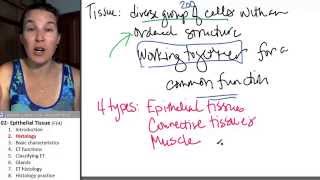 Epithelial tissue 2 Histology [upl. by Langdon]