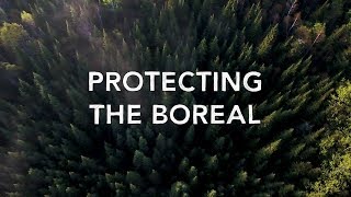 Protect the Boreal Forest [upl. by Emie]