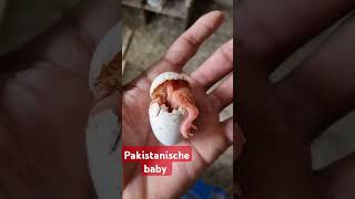 Pakistanische baby germany pigeon srilankan pigeonlanding birds Freitag 15112024 🕊🕊🕊🕊🕊🕊🕊🕊🥰🥰🥰🥰 [upl. by Lorolla113]