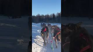 Dog sledding in Alaska [upl. by Alamak742]