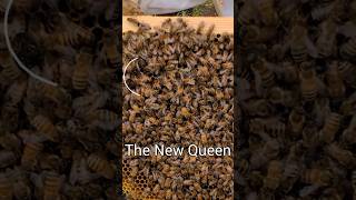 Searching for the NEW QUEEN BEE [upl. by Dubois]