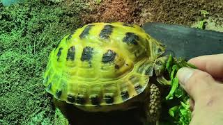 Trunky the Horsefield Tortoise food and skateboard veronikakoleva2372 videos tortoise funny [upl. by Chivers444]