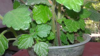 Grow swedish ivy cutting in 20 days How to grow Plectranthus verticillatus from cuttings [upl. by Shirlee]