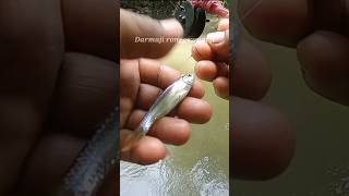 Mancing Ikan Wader Pari Rasbora Umpan Alami Laron Umpan Musiman blitar [upl. by Ecarret]