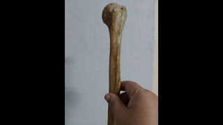 Osteology of Humerus drchitrashumananatomy [upl. by Cody977]