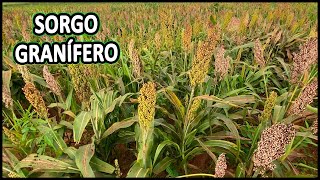 SORGO GRANÍFERO agricultura silagem [upl. by Nozicka]