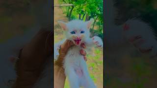 Cute kitten meowing loudly 😍❤️🥰 shorts cat kitten shortfeeds [upl. by Eloci784]