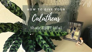 Happy Calathea Tips  Complete Care Guide [upl. by Ardiekal]