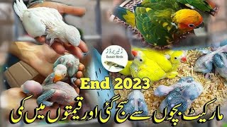 Biggest Sunday Birds Market Lahore Shalimar Birds [upl. by Sinaj]