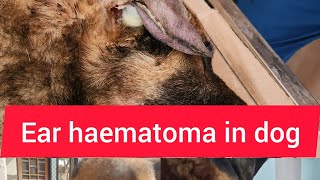 Ear haematoma in dog [upl. by Melac]